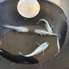 【お取引中】🐟風鈴の画像