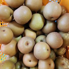 都農町産　梨　サイズ混合　約３キロ1400円～　の画像