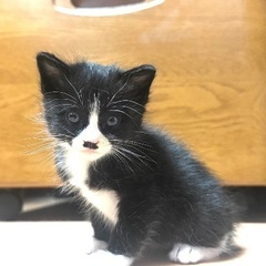 生後1ヶ月ちょっとのちおちゃん