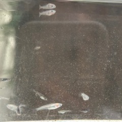 ミックスメダカ12匹＋ラムズ3匹＋水草の画像