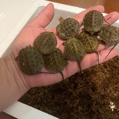 ニホンイシガメベビーの里親募集