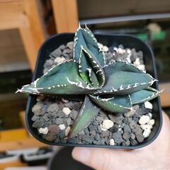 【アガベ】チタノタ 　狼人　プレステラ90深鉢 No2の画像