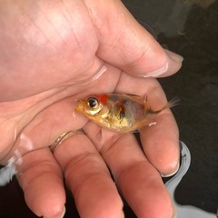 金魚：蝶尾の画像