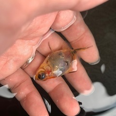金魚：蝶尾の画像