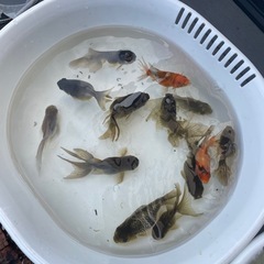 金魚の画像