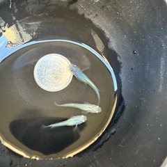 🐟しずくの画像