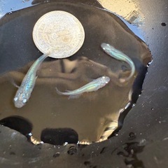 🐟しずくの画像