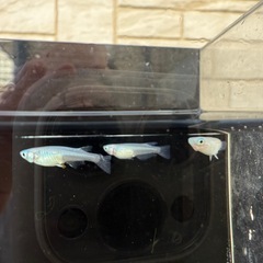 🐟しずくの画像