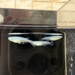 🐟しずくの画像