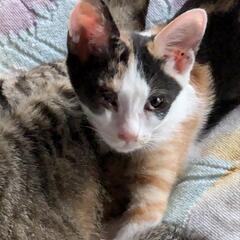可愛い三毛猫のカンナです。