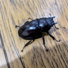 ！!♀ノコギリクワガタ！！の画像