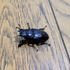 ！!♀ノコギリクワガタ！！の画像