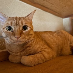 飼い主が病気の為に、里親募集