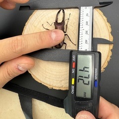 メタリフェルホソアカクワガタのペア販売の画像