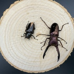 メタリフェルホソアカクワガタのペア販売の画像