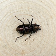 メタリフェルホソアカクワガタのペア販売の画像