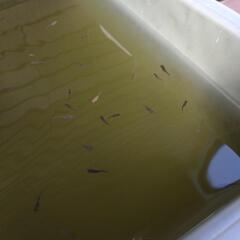 　容器内全て　5式タイプRヒカリ針子稚魚①　の画像