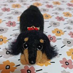 耳にくせ毛のある大き目ダックス　羊毛の画像