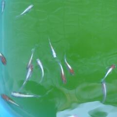 レッドクリフメダカ針子稚魚容器内全ての画像