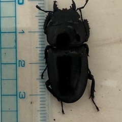 本土ヒラタクワガタトリオの画像