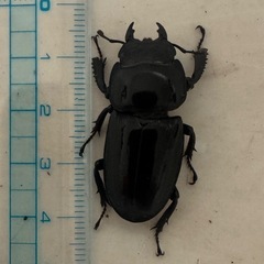 本土ヒラタクワガタトリオの画像