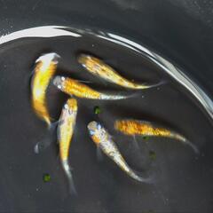 ②みかん系三色ラメ３ペアの画像