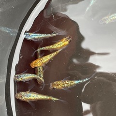 【ククナ】無選別1ペア③の画像