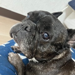 フレンチブルドッグ
