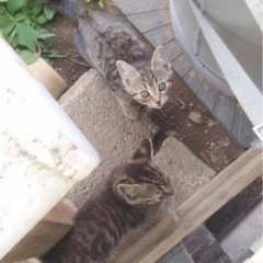 🐱