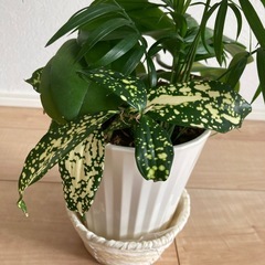 【話し合い中】寄せ植え(胡蝶蘭、テーブルヤシ、アオキ)の画像