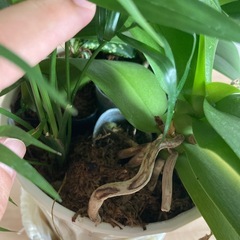【話し合い中】寄せ植え(胡蝶蘭、テーブルヤシ、アオキ)の画像