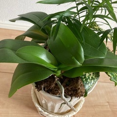 【話し合い中】寄せ植え(胡蝶蘭、テーブルヤシ、アオキ)の画像