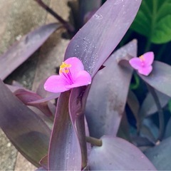 紫御殿　ムラサキゴテン苗　ハートパープル オモトの画像