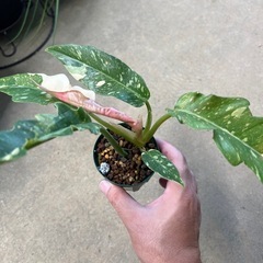 【元気な斑入り観葉植物】フィロデンドロン・リングオブファイヤの画像