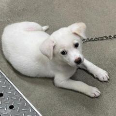 可愛い子犬の里親さん募集です