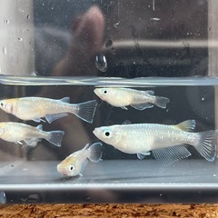 【お盆価格】カブキメダカ5匹 産卵中の画像