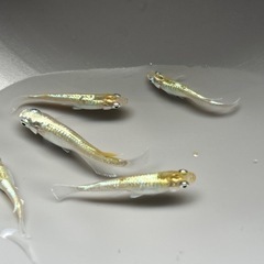【お盆価格】カブキメダカ5匹 産卵中の画像