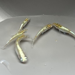 【お盆価格】カブキメダカ5匹 産卵中の画像
