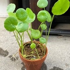 鉢入りウォーター
コイン　の画像