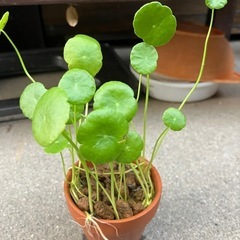鉢入りウォーター
コイン　の画像