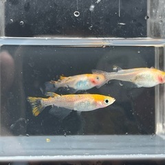 【お盆価格】紅薊メダカ3匹 産卵中の画像