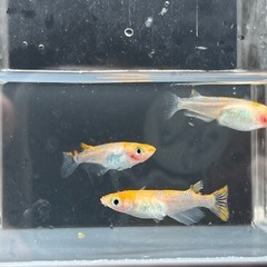 【お盆価格】紅薊メダカ3匹 産卵中の画像