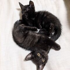 黒猫姉妹