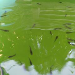 阿行メダカ5匹の画像