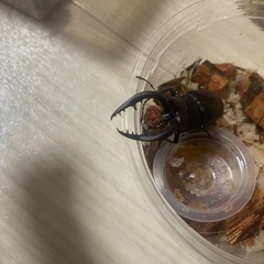 ノコギリクワガタ 空知産 WD ♂65mm ♀31mm 29mm 計3匹の画像