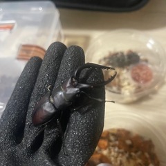ノコギリクワガタ 空知産 WD ♂65mm ♀31mm 29mm 計3匹の画像