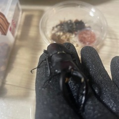 ノコギリクワガタ 空知産 WD ♂65mm ♀31mm 29mm 計3匹の画像