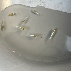 【お盆価格】カブキメダカ 幼魚8匹の画像