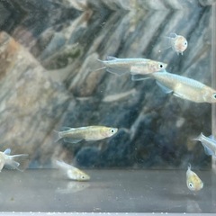 【お盆価格】カブキメダカ 幼魚8匹の画像