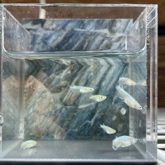 【お盆価格】カブキメダカ 幼魚8匹の画像